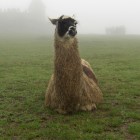 野生のリャマ