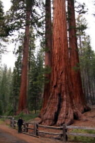 マリポサグローブ