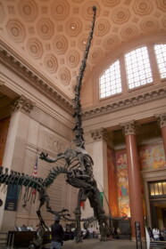 アメリカ自然史博物館