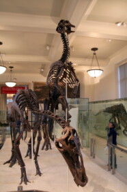 ナイトミュージアムに出演した恐竜