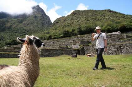 リャマ好きな人