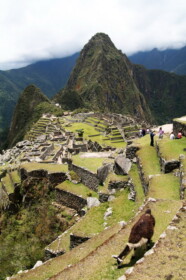 遺跡でのんびり過ごすリャマたち