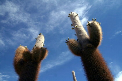 巨大サボテンの花