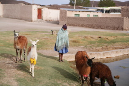 リャマたちの飼い主