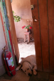 カフェのワンちゃん