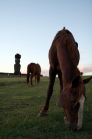 馬とモアイ