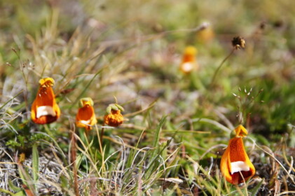 Calceolaria uniflora