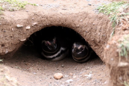 仲良いペンギン夫婦