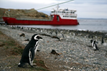 さすらいの波止場ペンギン