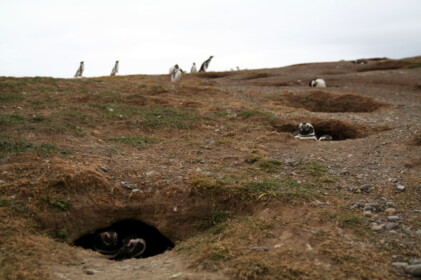 穴を掘って巣を作ります