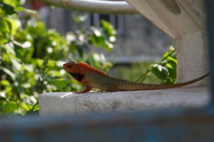 ポカラのトカゲ