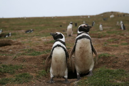 胸の張り合い？