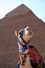 ピラミッドとラクダ