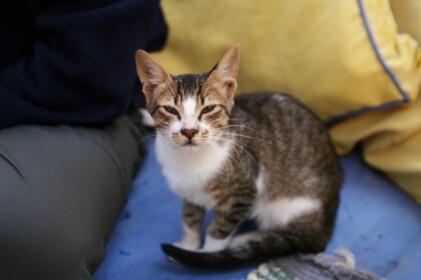 ダハブはネコが多い