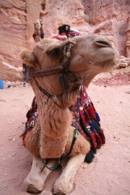 エルハズネの前のラクダ
