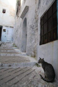 モロッコにもネコが多い