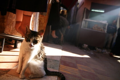 メクネスのネコ