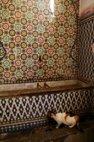 水を飲んでいるネコ