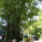 ノン　ラーがほしい