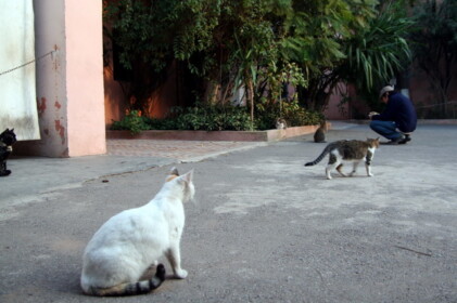 マラケシュのネコ2
