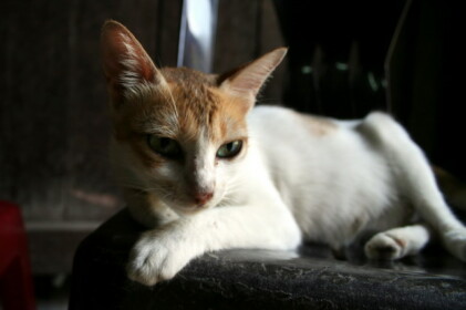 ホイアンのネコ