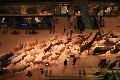 動物たちの大行進