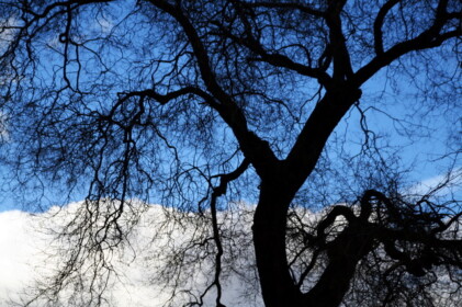 力強いシルエット