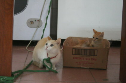 ニャチャンのネコ