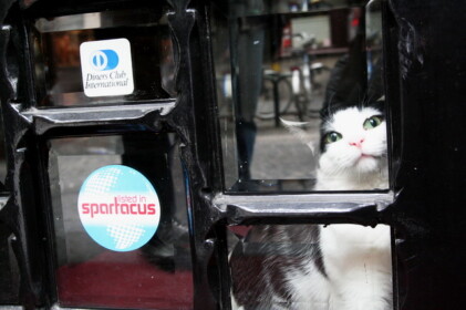 散歩中に出会ったネコ