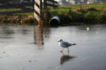 氷の上を滑るカモメ