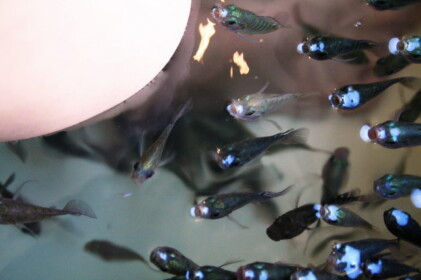 こーへーのかかとに魚の群れが