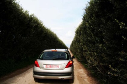 美味しいモッツァレラチーズを求めて