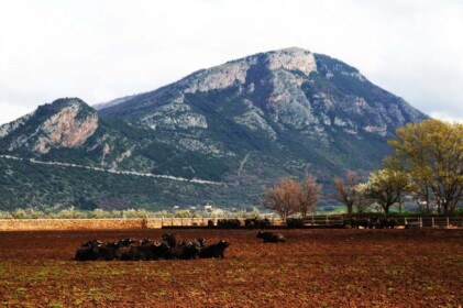 畜産場の水牛たち