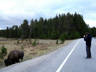 バッファローとこーへー