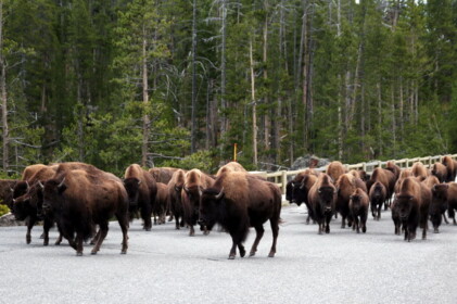 バッファローの群