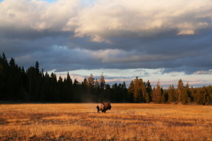 草原のバッファロー