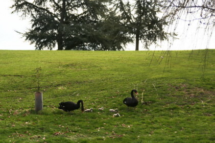 黒鳥ファミリー