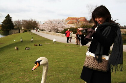 白鳥のうなじはどうだった？
