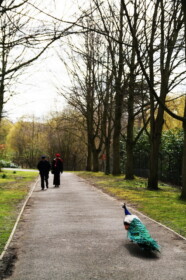 普通に道を歩いているクジャク