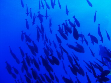 こーへーが水中撮影を担当