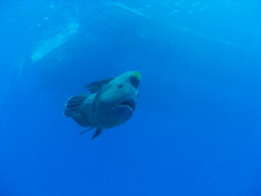 近付いてくる巨大な魚