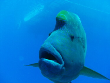 ナポレオンフィッシュでした