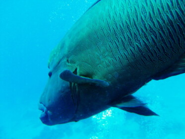 鮮やかな青緑色の体