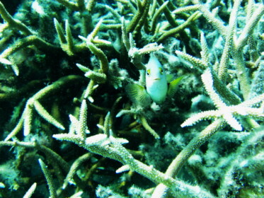 魚の正面顔って面白い