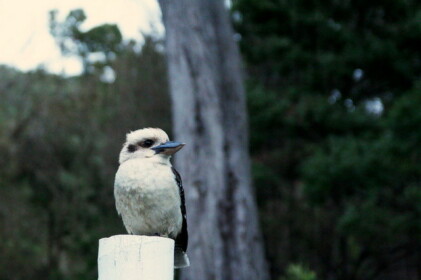 ワライカワセミ