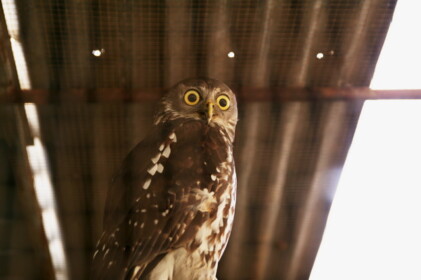 パーンダナ・ワイルドライフパーク