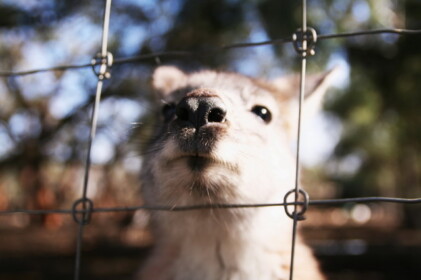 ホワイトカンガルー