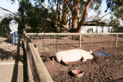 巨大な豚もいる？