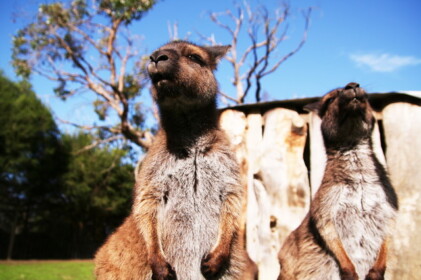カンガルー島のカンガルー