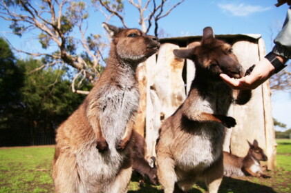 ここではエサを与えることができる